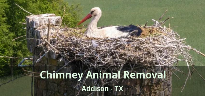 Chimney Animal Removal Addison - TX