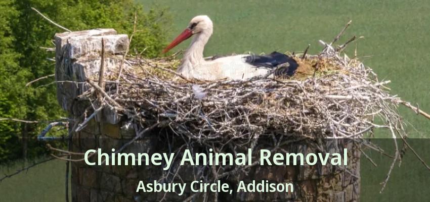 Chimney Animal Removal Asbury Circle, Addison - TX
