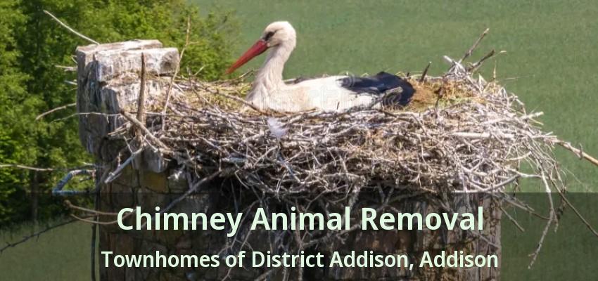 Chimney Animal Removal Townhomes of District Addison, Addison - TX