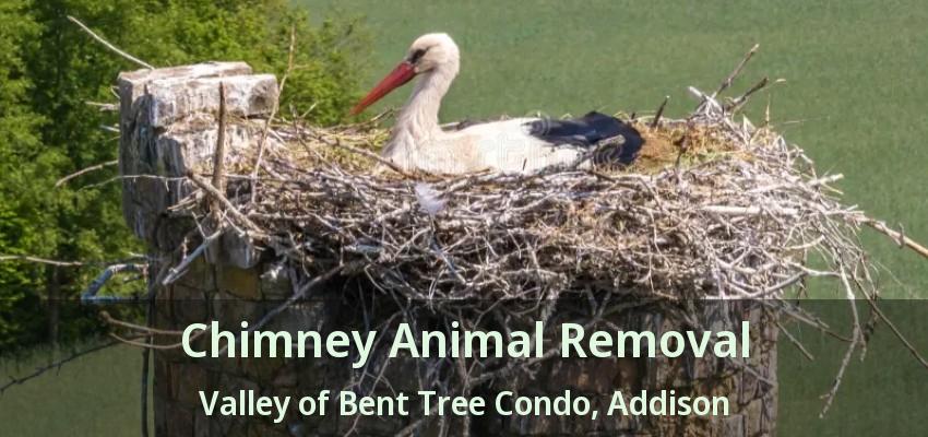 Chimney Animal Removal Valley of Bent Tree Condo, Addison - TX