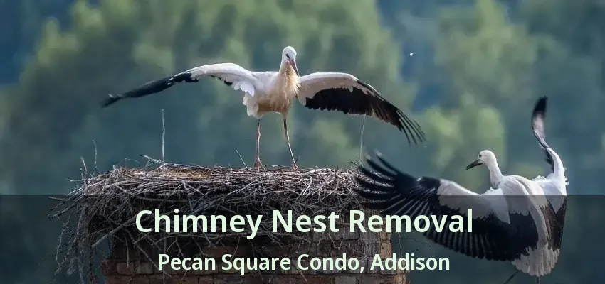 Chimney Nest Removal Pecan Square Condo, Addison - TX