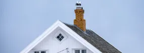 Chimney Nest Removal Addison